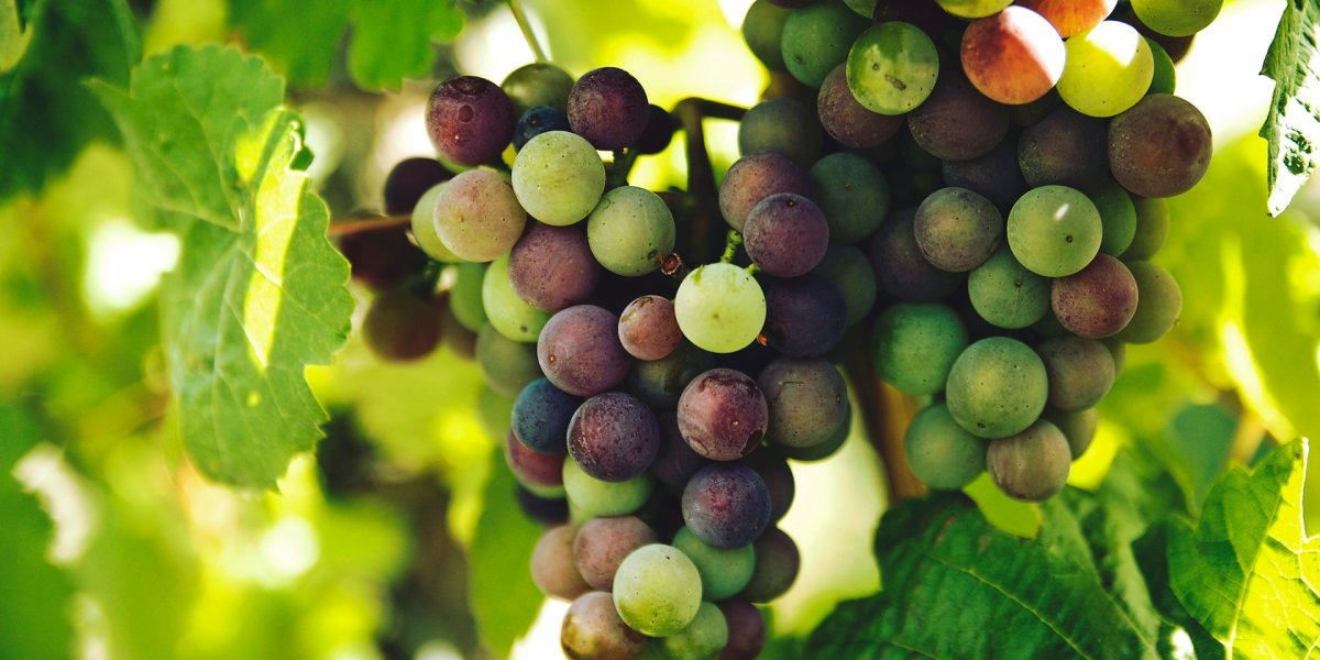 Fruit of the Spirit