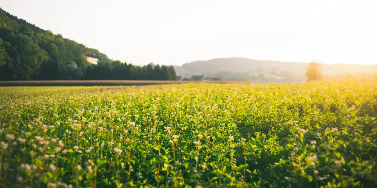 7 Days with Jesus: Grace